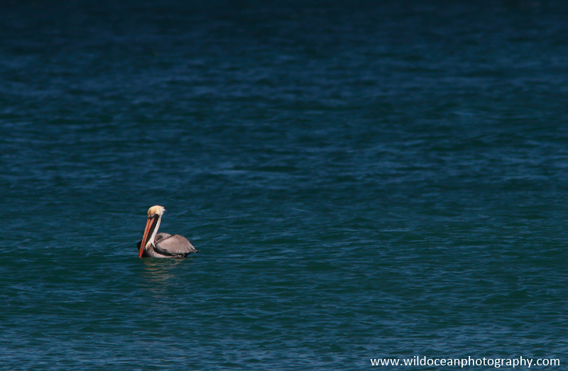 FLB036: Brown pelican - Birds