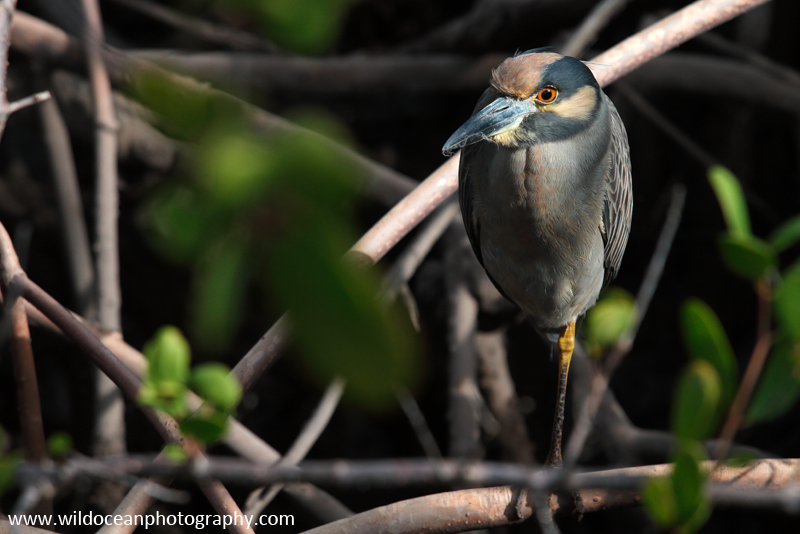 FLB015: Black-crowned night heron - Birds