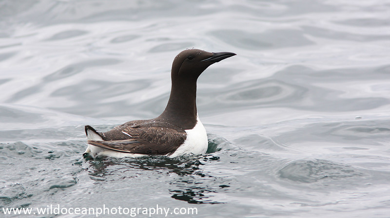SBA010: Guillemot - Auks