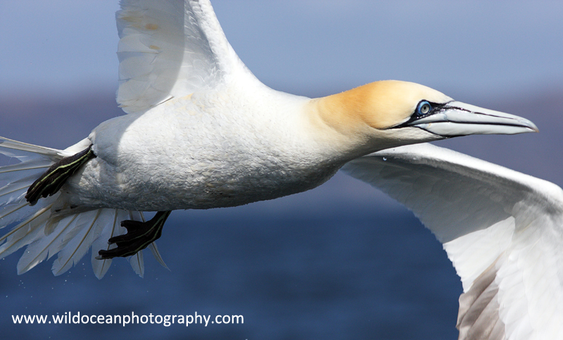 SBG012: Gannet in Flight - Gannets