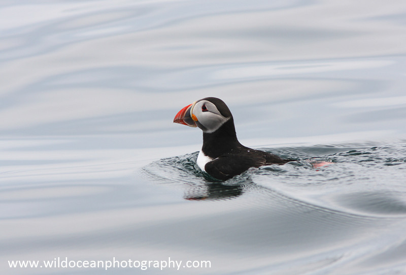 SBA016: Puffin - Auks