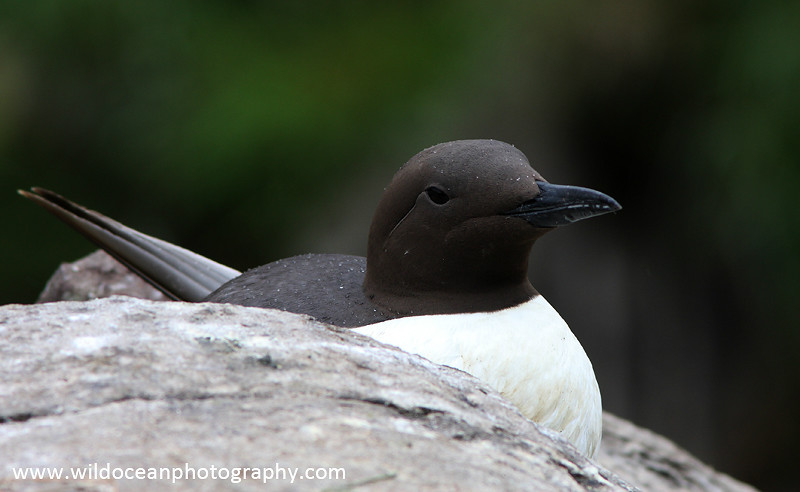 SA003: Guillemot in the rain - Auks