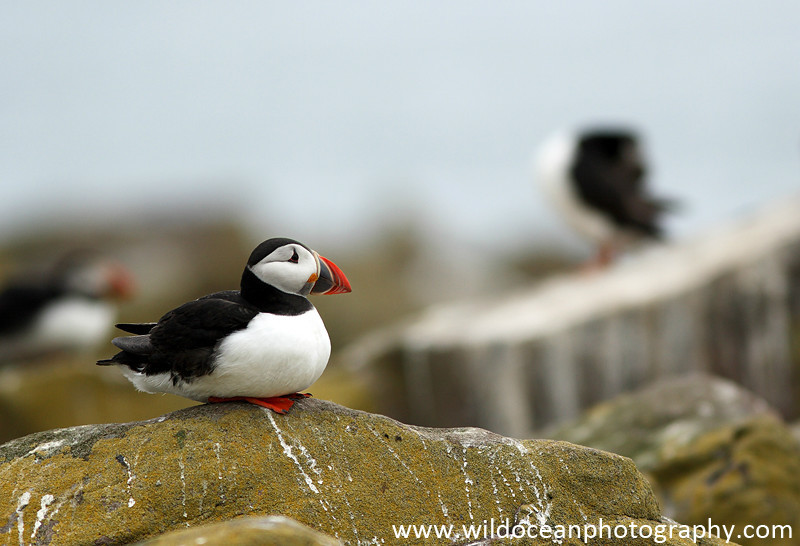 SBA019: Resting puffin - Auks
