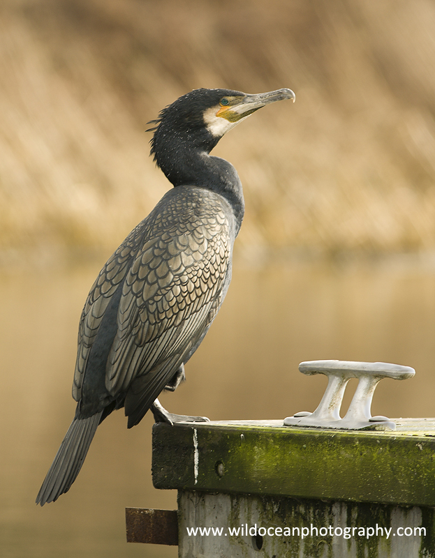 SBC001: Cormorant - Shags and Cormorants