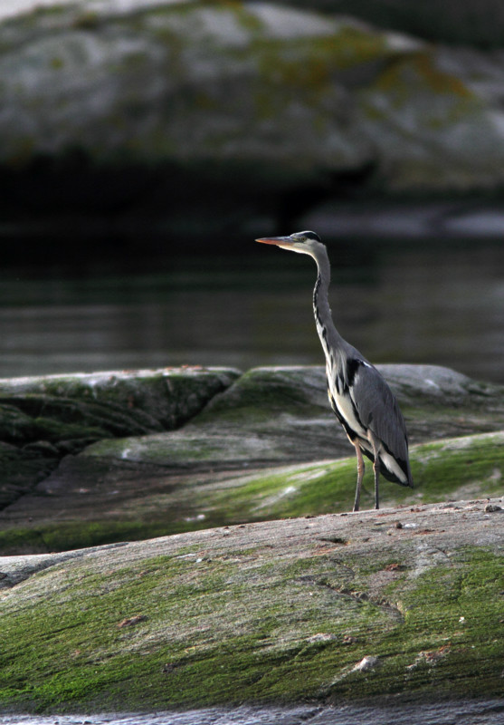 SBH005: Grey Heron - Herons