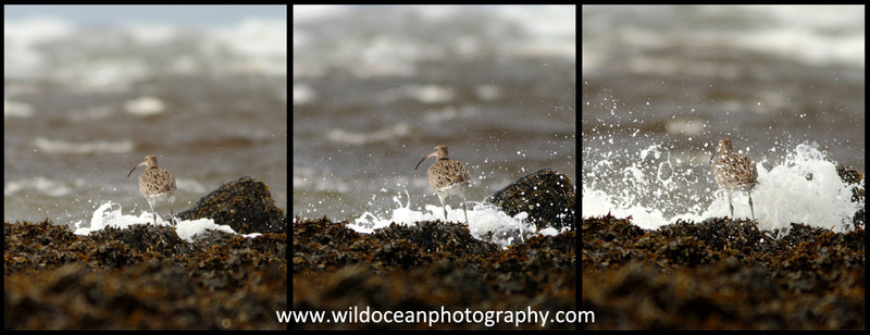 SWB018: Wet curlew - Waders