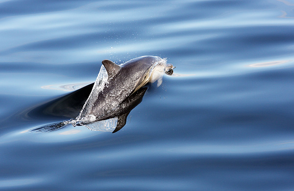 WDP002: Common dolphin - Whales, Dolphins and Porpoise