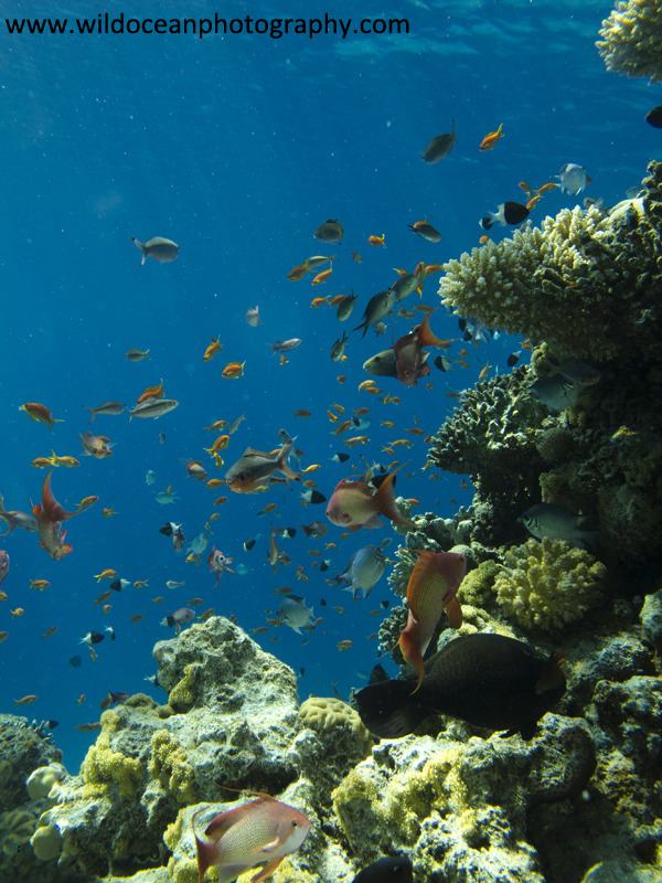 RS002: Reef Anthias - Red Sea / Sinai Peninsula