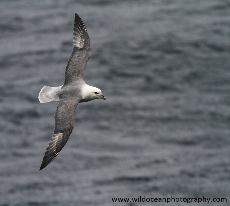 SBF003: Far more than 50 shades of grey - Fulmars