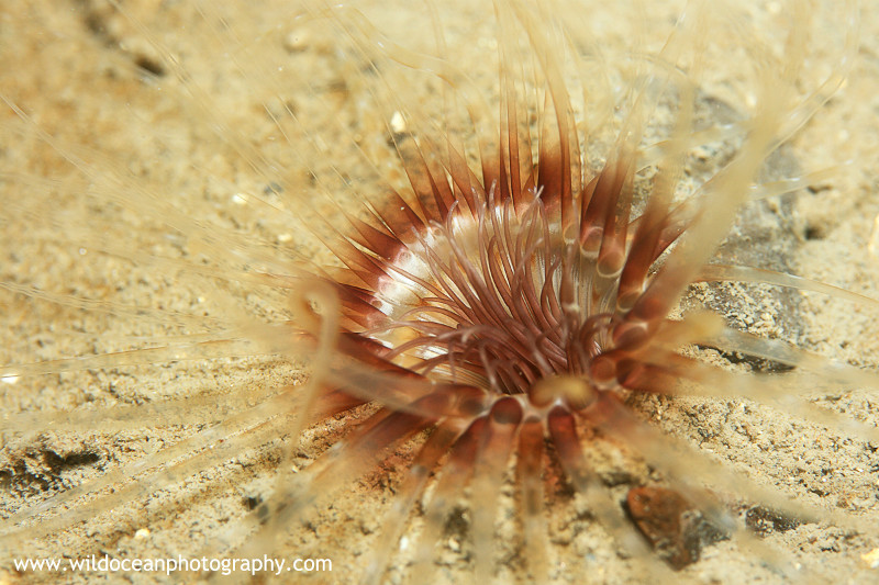 UML012: Tube Anemone - Marine Life