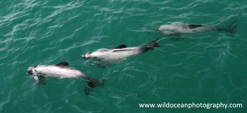 NZ020: Hector's dolphins - New Zealand (Wellington & South Island)