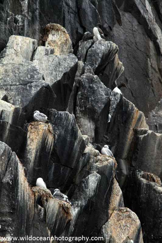 SBA012: Seabird cliffs - Auks