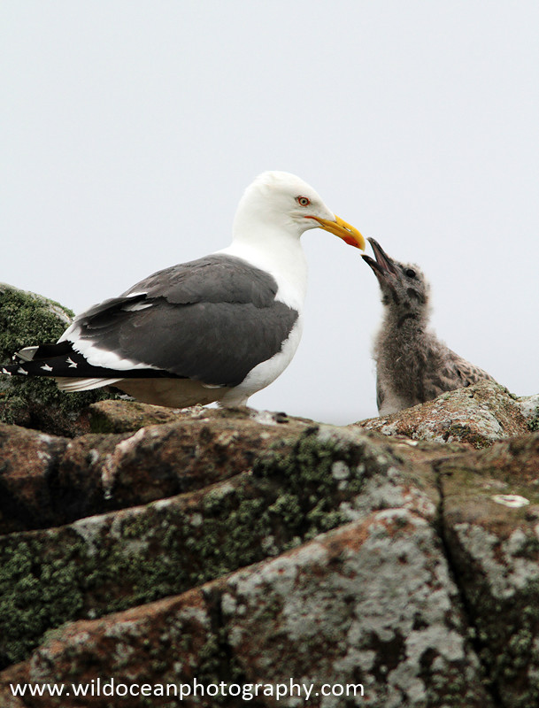 SBG032: Gull & Chick - Gulls and Kittiwakes