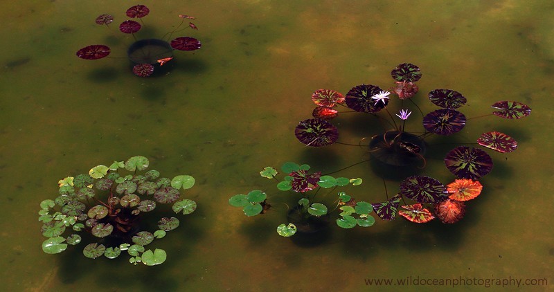 FLS006: Vizkaya lillies - Landscapes & Seascapes