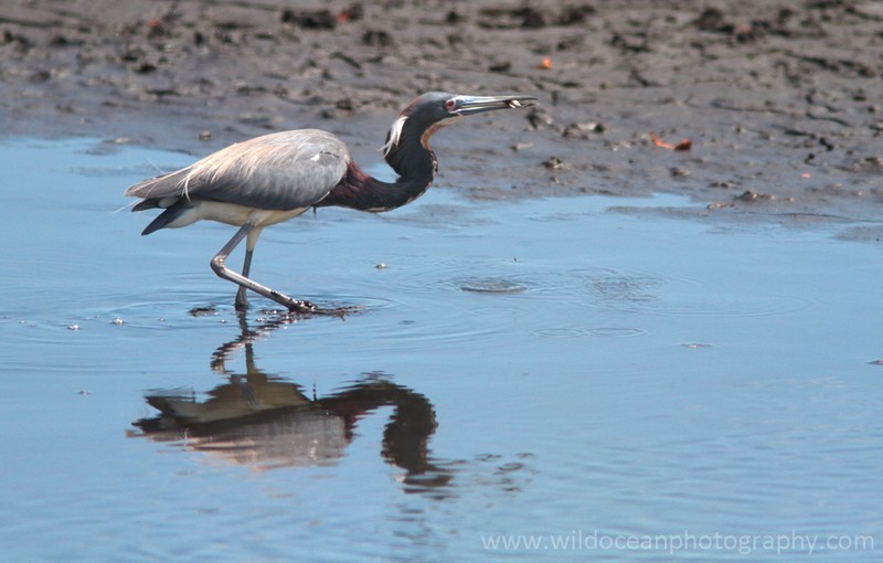 FLB012: Tricolor heron - Birds