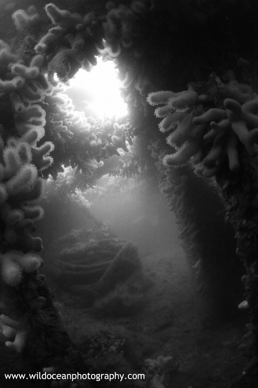 USW012: Endeavour BW - Shipwrecks and Divers