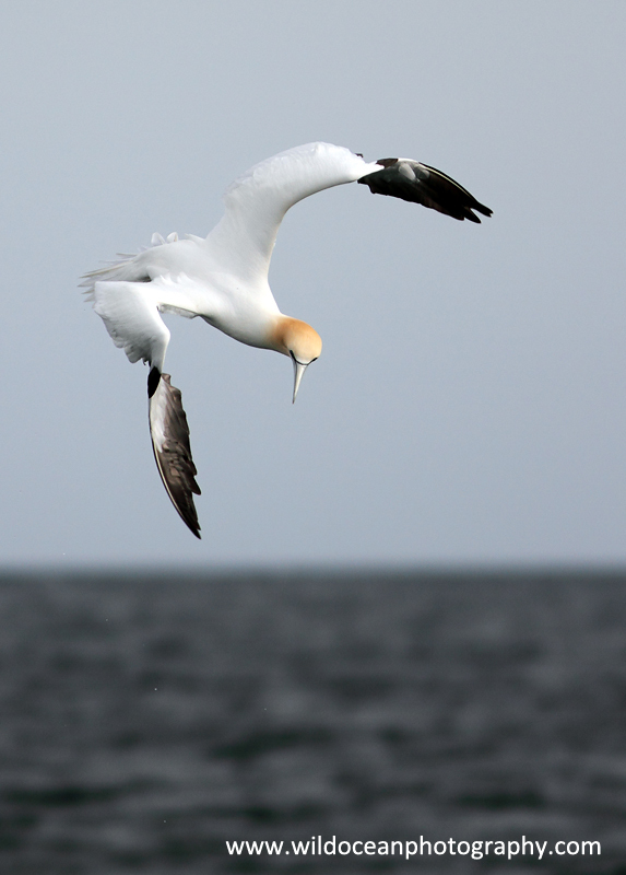 SBG027: Diving Turn - Gannets