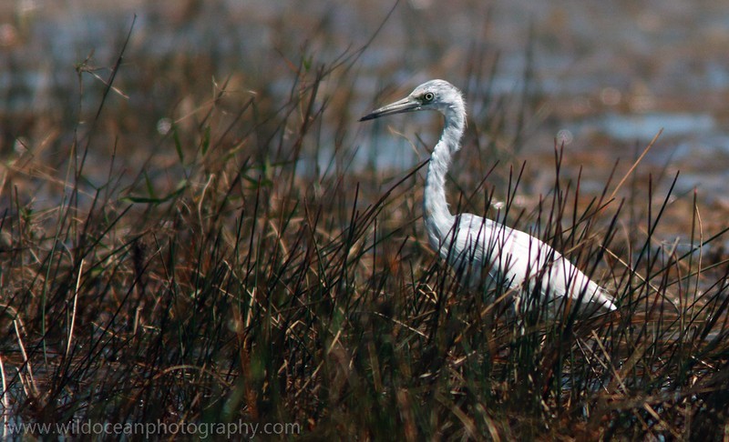 FLB023: Juv. little blue heron - Birds