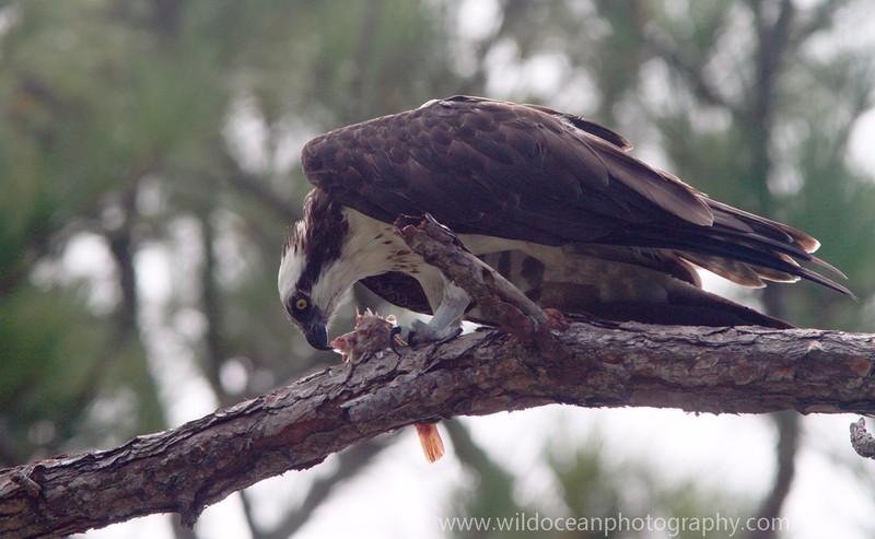 FLB050: Osprey - Birds