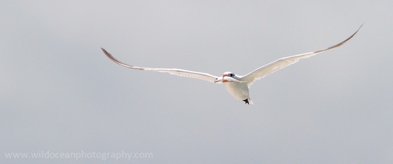 FLB042: Tern with fish - Birds