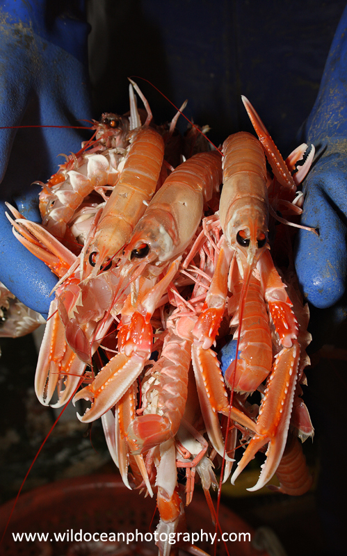HTF004: Langoustines - Trawl Fisheries
