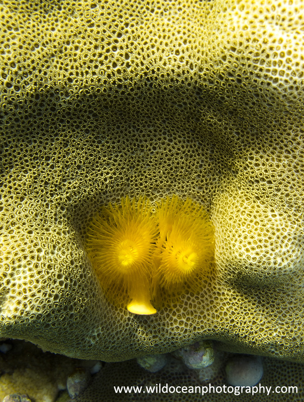 RS031: Christmas tree worm - Red Sea / Sinai Peninsula
