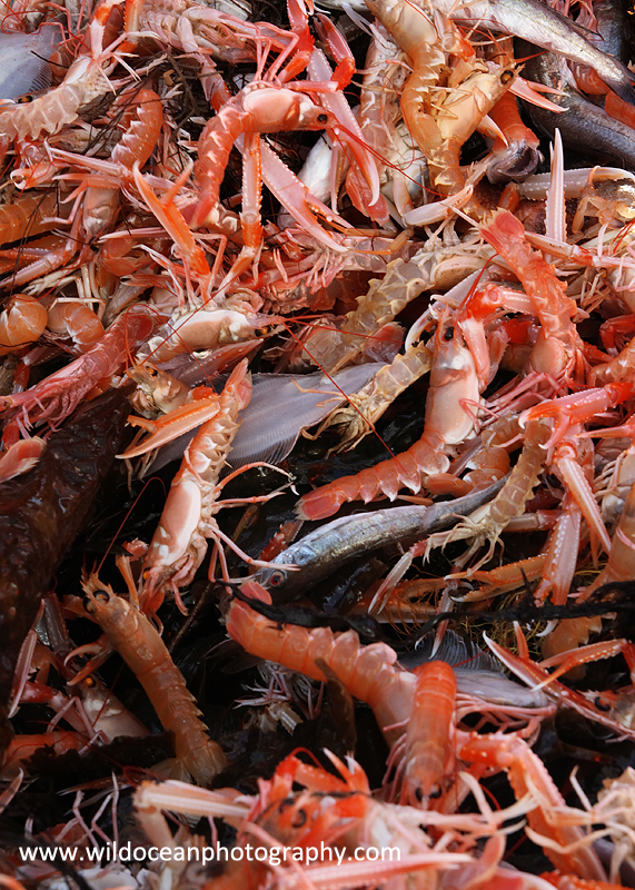 HTF001: Langoustine Catch - Trawl Fisheries