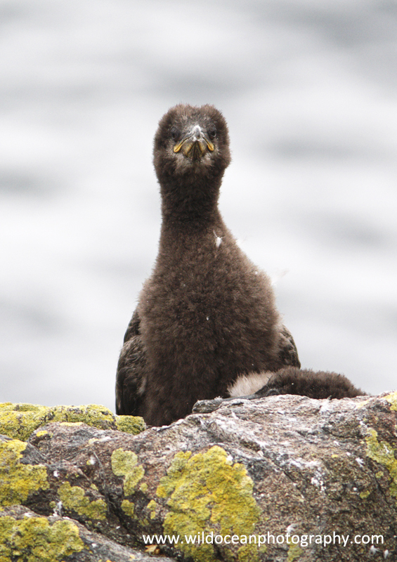 SBC006: Shag chick - Shags and Cormorants