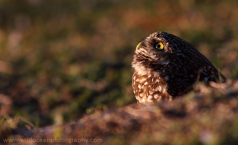 FLB056: Burrowing owl - Birds