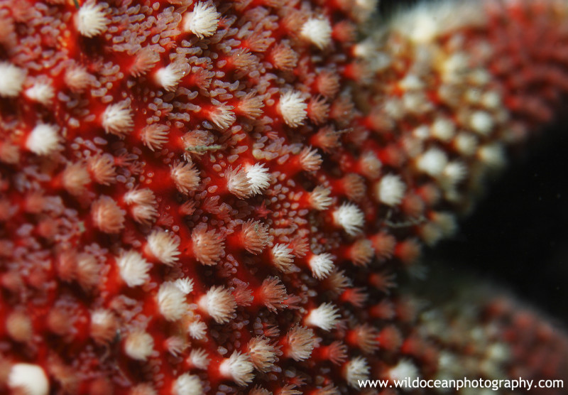UML026: Sunstar Macro - Marine Life