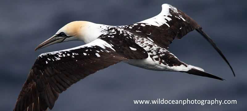 SBG003: Young gannet in flight - Gannets