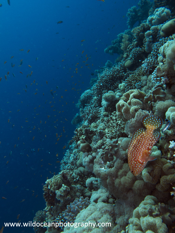 RS008: Coral Wrasse - Red Sea / Sinai Peninsula