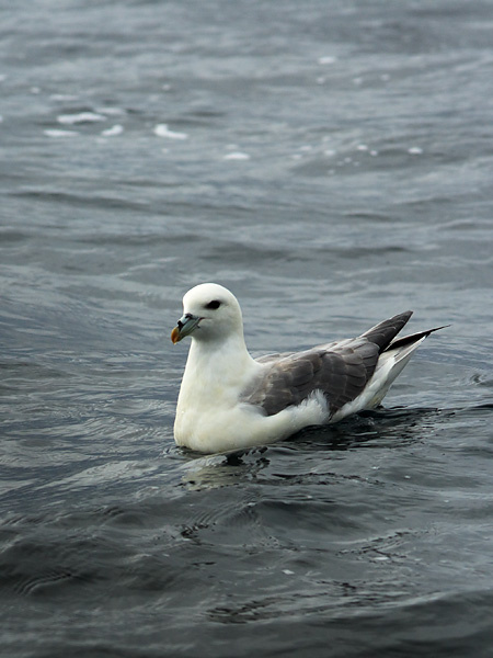SBF003: Fulmar - Fulmars