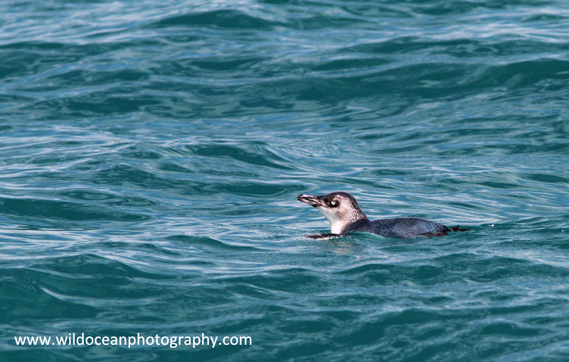 NZ011: Blue Penguin - New Zealand (Wellington & South Island)