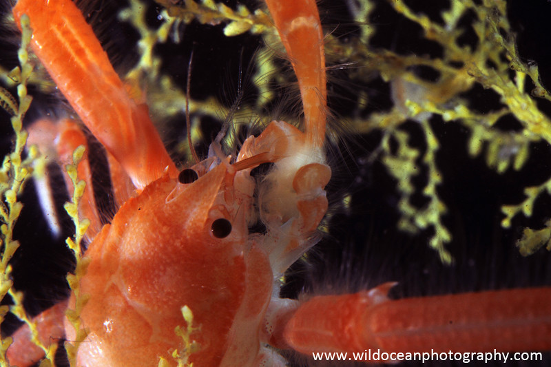 IDD005: Squat lobster - Deep Sea Species