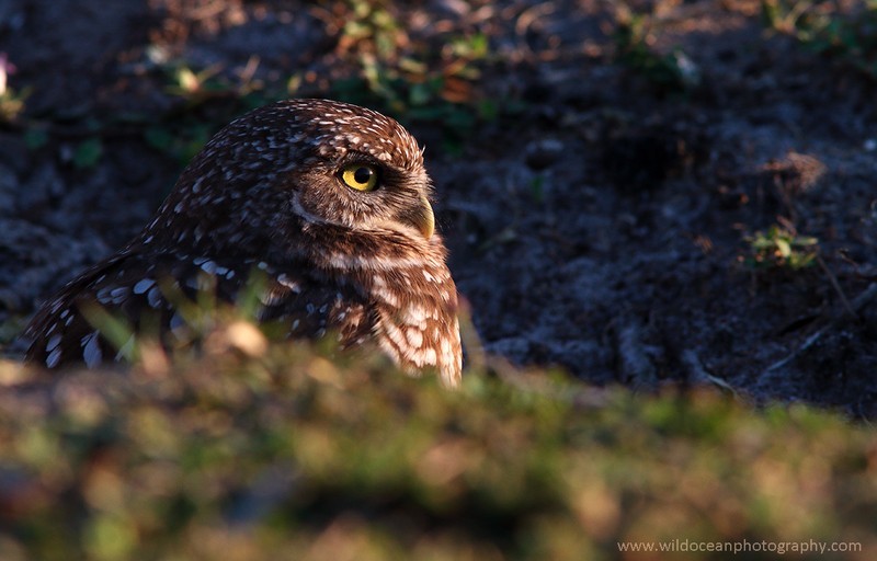 FLB054: Burrowing owl - Birds