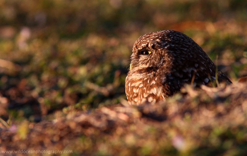 FLB055: Burrowing owl - Birds