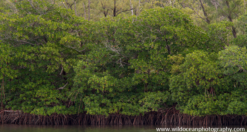 FLS002: Mangroves - Landscapes & Seascapes