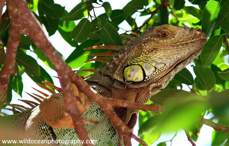 FLR008: Green Iguana - Reptiles