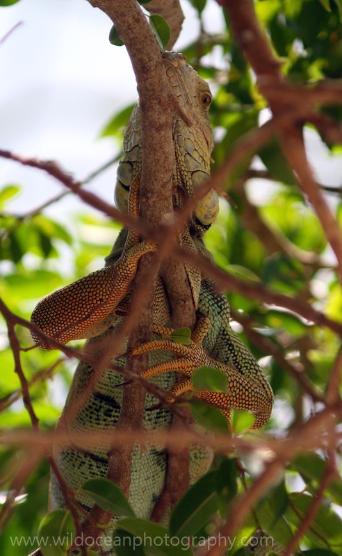 FLR009: Green Iguana - Reptiles
