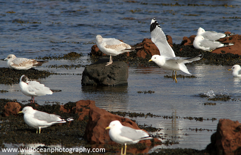 SBG033: Gulls - Gulls and Kittiwakes