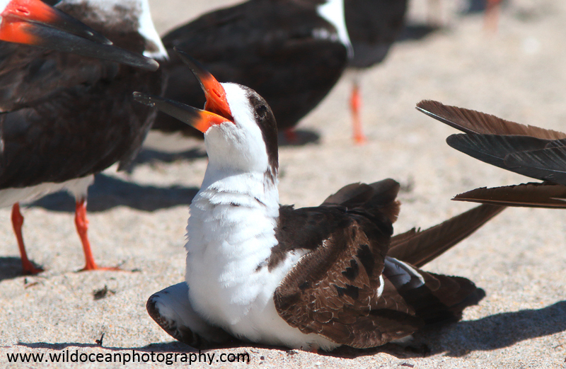 FLB047: Black Skimmer - Birds