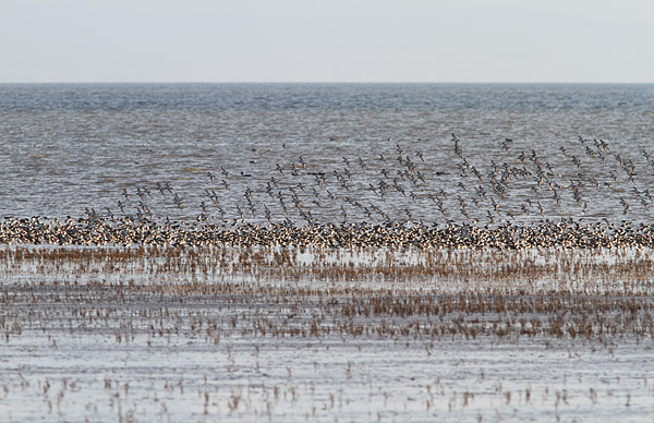 SBW003: Knots landing - Waders
