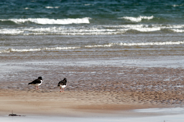 SBW010: Oystercatchers - Waders
