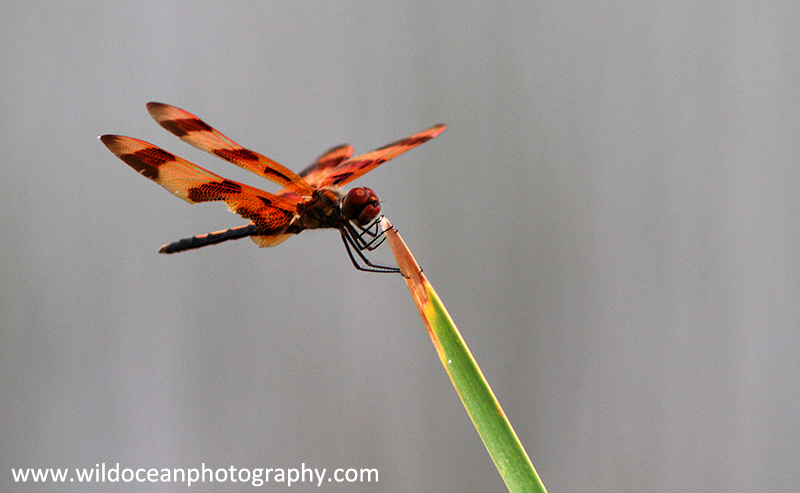 FLI001: Halloween Pennant - Insects & Invertebrates