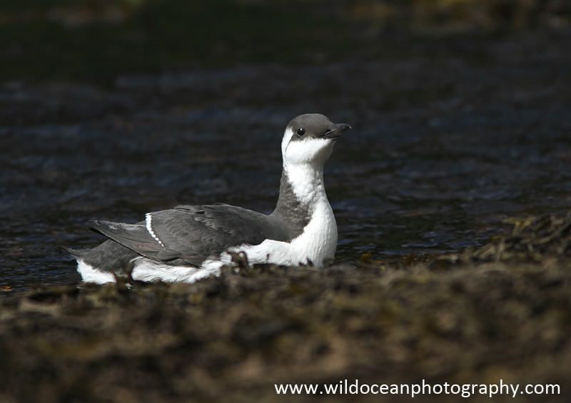 SBA004: Young Guillemot - Auks