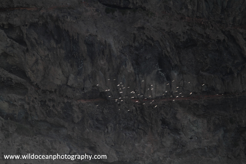 NZ009: Birds at Birding Sands - New Zealand (Wellington & South Island)