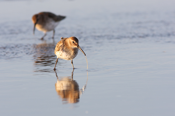 SBW006: Feeding Dunlin - Waders