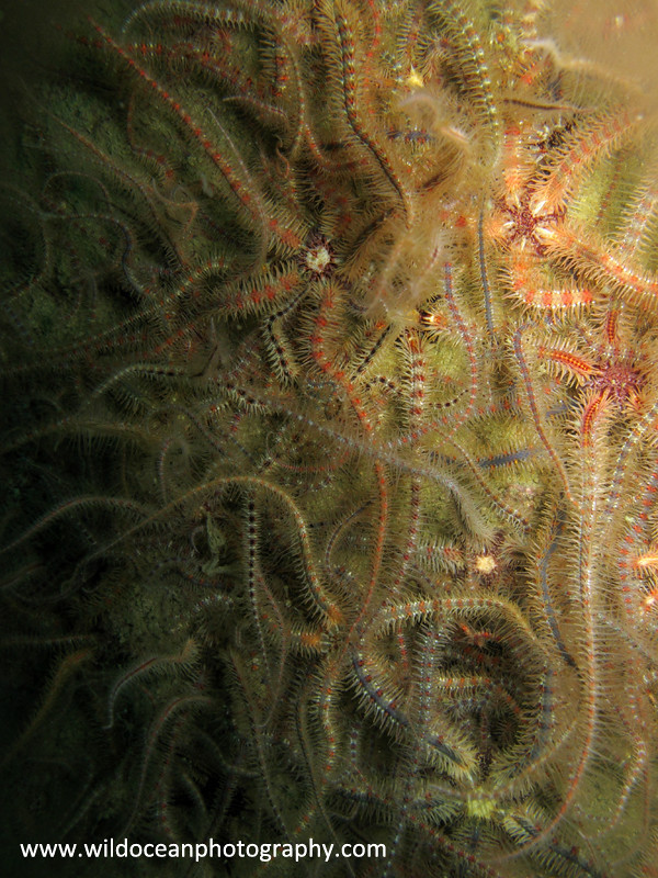 UML027: Brittle Stars - Marine Life