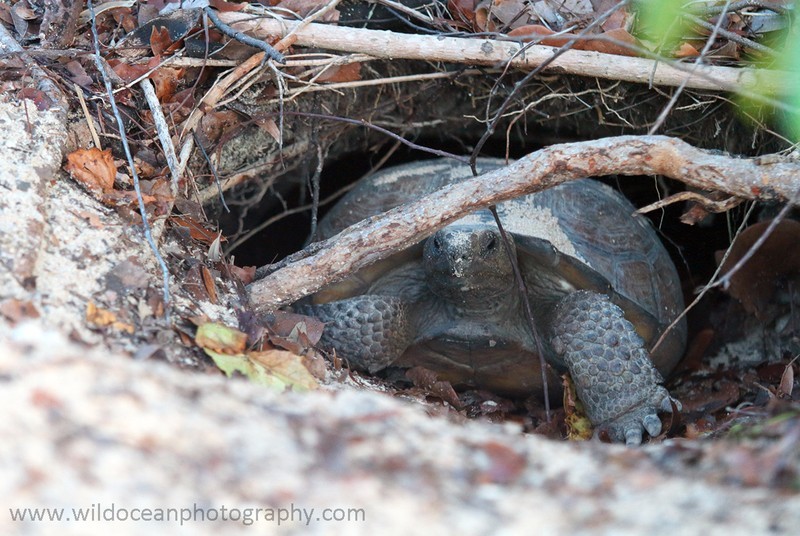 FLR011: Gopher tortoise - Reptiles